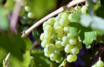 Safranbolu'nun tescilli ürünleri arasına 