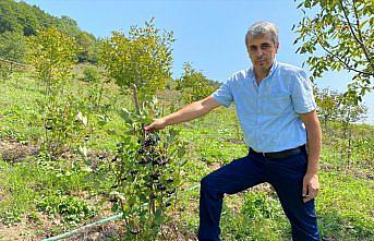 Şehir yaşamından sıkılınca köyde bahçe kurup aronya yetiştirmeye başladı