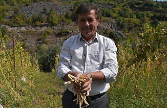 Tescilli Akkuş şeker fasulyesinin hasadına başlandı