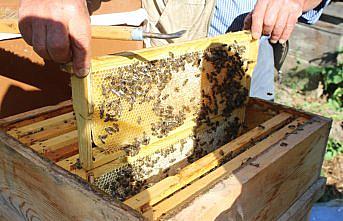 Tosya'da 50 ton bal rekoltesi gerçekleşti