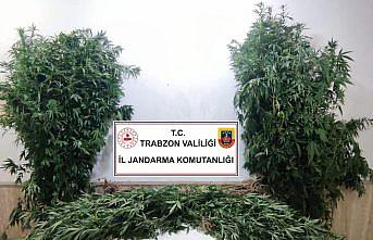 Trabzon'da arazisinde kenevir yetiştiren şüpheli gözaltına alındı