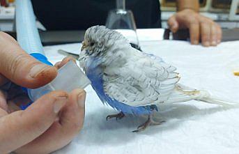 Zonguldak'ta yumurtlayamayan muhabbet kuşu ameliyat edildi