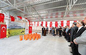 Amasya'da çiftçilere kanola tohumu dağıtıldı