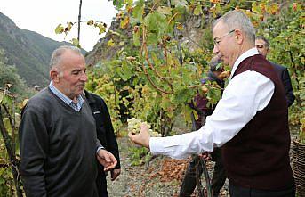 Artvin'de Vali Doruk, üzüm hasadı yaptı