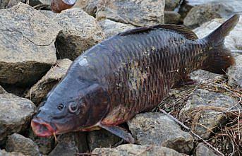 Balık ölümlerinin görüldüğü Bolu'daki Gölköy Barajı'ndan numune alındı