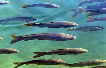 Doğada huzur ve sakinlik arayanların gözdesi Şavşat Karagöl