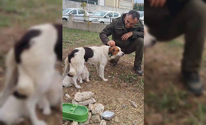 Düzce'de lise öğrencileri “can dostlar“ için kulübe tasarladı