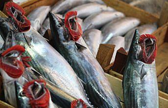 Düzce'de palamut azlığı tezgahlarda fiyat artışına neden oldu