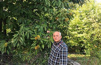 Erfelek kestanesinde rekoltenin 350 tona düşeceği öngörülüyor