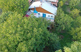 Giresun'un tescilli Şebin cevizinde hasat mesaisi başladı