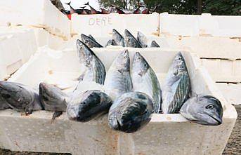 Karadeniz'de bu yıl palamut bolluğu hamsi varlığını olumsuz etkileyebilir