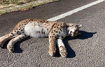 Kastamonu'da yol kenarında ölü vaşak bulundu