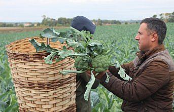 Kış sebzesi brokolinin hasadı başladı