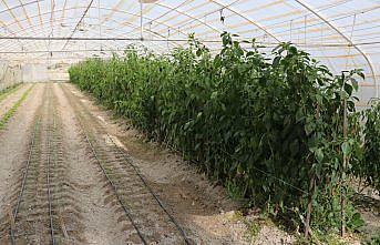 Safranbolu'da vatandaşlara kışlık sebze ve ağaç bakımı kursu veriliyor