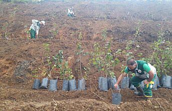 Terme Örnek Fındık Bahçeleri Projesi devam ediyor