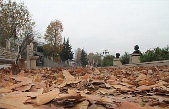 Amasya'da sonbahar kareleri için yapraklar toplanmadı