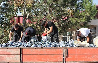 Bafra Ovası'nda kırmızı lahana hasadı başladı