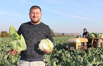 Bafra Ovası'nda 60 bin ton karnabahar rekoltesi bekleniyor