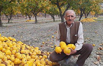 Çorum'un “Dodurga Beyi ayvası“ ilçenin alternatif gelir kaynağı olacak