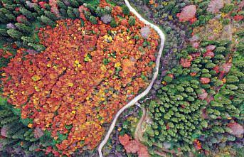 Gümüşhane'deki “Örümcek Ormanları“ndan sonbahar manzaraları