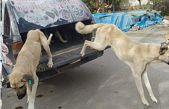 İskilip'te sahipsiz 200 hayvan kısırlaştırılıp serbest bırakıldı