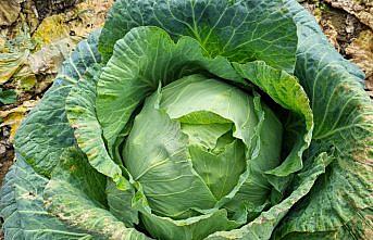 Karabük'te “Eskipazar Lahanası“na coğrafi işaret alınması için çalışma başlatıldı