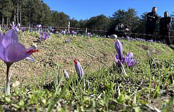 Milli bitki safranda “üretim“ hedefine ulaşıldı