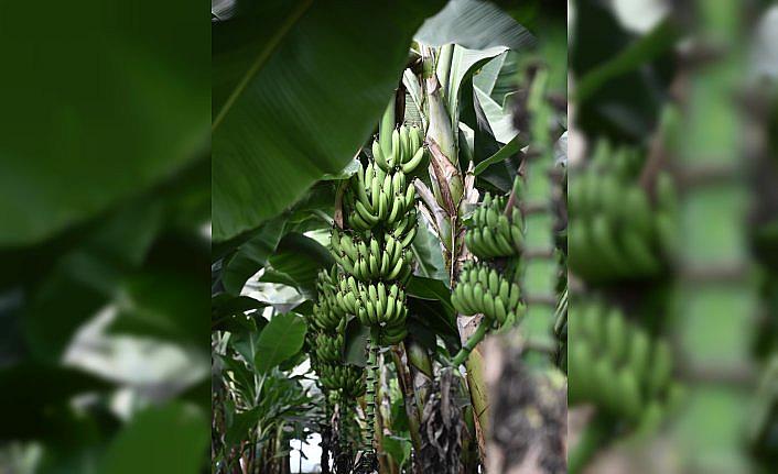 Osmaniye OSB muz serasında ilk hasat gerçekleştirildi