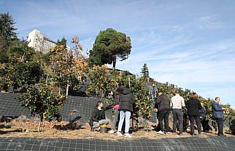 RTEÜ'nün 9 farklı mandalina ürettiği bahçede hasat şenliği düzenlendi
