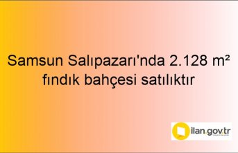 Samsun Salıpazarı'nda 2.128 m² fındık bahçesi icradan satılıktır
