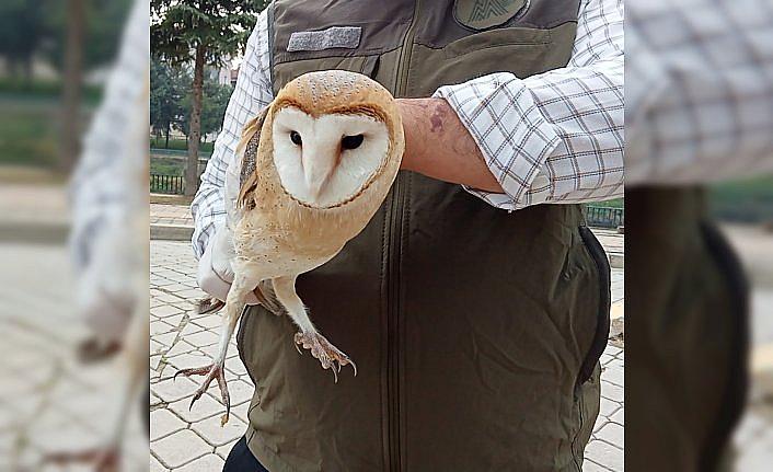 Samsun'da bulunan yaralı peçeli baykuş tedavi altına alındı