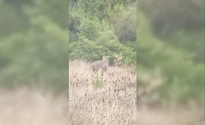 Samsun'da ormanlık alanda görülen vaşak cep telefonuyla kaydedildi