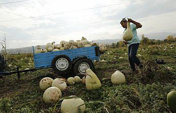 Samsun'da ürettiği su kabağını yurt dışına da gönderiyor