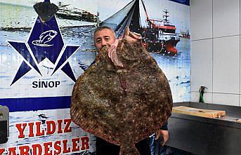 Sinop'ta balıkçı ağına 10 kilogramlık kalkan balığı takıldı