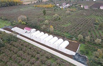 Terme Belediyesinin hayata geçirildiği mantar üretim tesisi tamamlandı