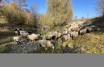 Tokatlı besiciler, sürülerini ilkbaharı andıran yaylalarda otlatıyor