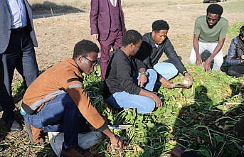 Tokat'ta Afrikalı öğrenciler pancar hasadına katıldı