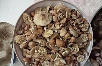 Tokat'ta vatandaşlar yaylalardan mantar topluyor