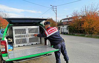 Tokat'ta vatandaşların şikayeti üzerine sahipsiz köpek barınağa götürüldü