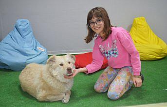 Yaralı bulunup tedavi ettirilen köpek “Pamuk“ öğrencilerin arkadaşı oldu