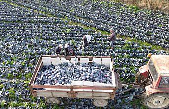 Bafra Ovası kırmızılahana üretiminde ilk sırada yer alıyor