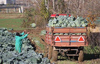 Bafra Ovası'nda 140 bin ton kelem rekoltesi bekleniyor