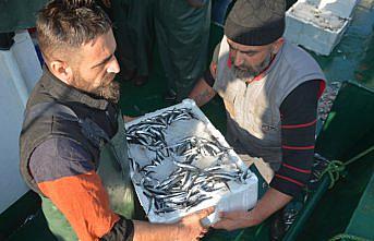 Batı Karadeniz'de hamsi bolluğu fiyatları düşürdü