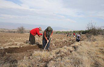 Bolu'da kendiliğinden yetişen salep bitkisinin üretimi yaygınlaştırılacak