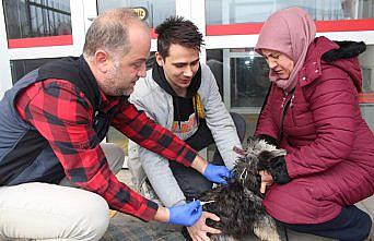 Bolu'da ve Karabük'te 8 bin 820 evcil hayvan kayıt altına alındı