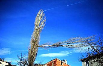 Ekmeğini metrelerce yükseklikteki ağaçları budayarak kazanıyor