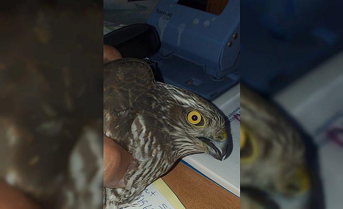 Giresun'da doğada yaralı bulunan atmaca koruma altına alındı