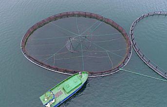 GRAFİKLİ - Anadolu'daki barajlarda yetiştirilen alabalıklar 36 ülkeye ihraç ediliyor