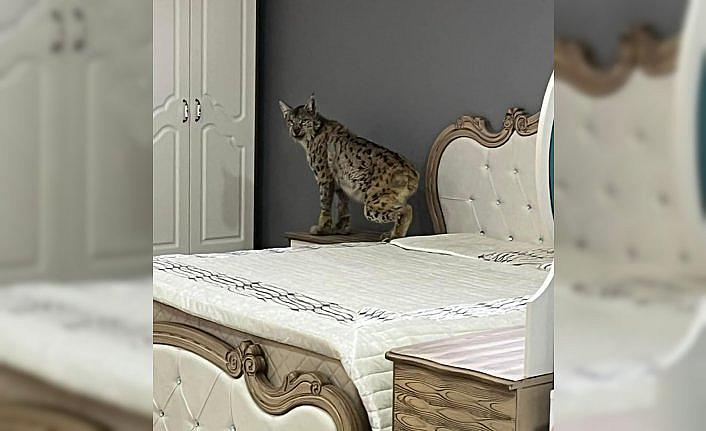 Gümüşhane'de nesli tükenme tehlikesinde olan vaşak mobilya mağazasına girdi