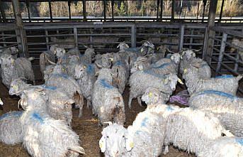 Karabük'te çiftçilere hibe destekli keçi ve teke dağıtıldı